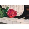 Malen nach Zahlen - Rose am Klavier