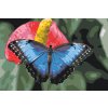 Malen nach Zahlen - Schmetterling auf einer roten Blume 2