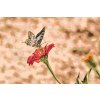 Malen nach Zahlen - Schmetterling auf roter Blume 2