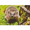 Diamond Painting - Igel, nachtaktive Kreatur