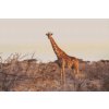 Diamond Painting - Giraffe in freier Wildbahn