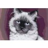 Malen nach Zahlen - Porträt einer Katze