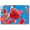 Diamond Painting - Pfirsichblüte