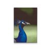 Diamond Painting - Pfau