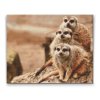 Diamond Painting - Safari - Erdmännchen