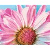 Diamond Painting - Sanfte rosa Blume