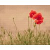 Diamond Painting - Mohn 2