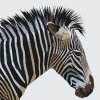 Malen nach Zahlen - Kubistisches Zebra