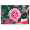 Diamond Painting - Rosa Kamelie