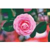 Diamond Painting - Rosa Kamelie
