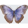 Malen nach Zahlen - Schmetterlingsflügel