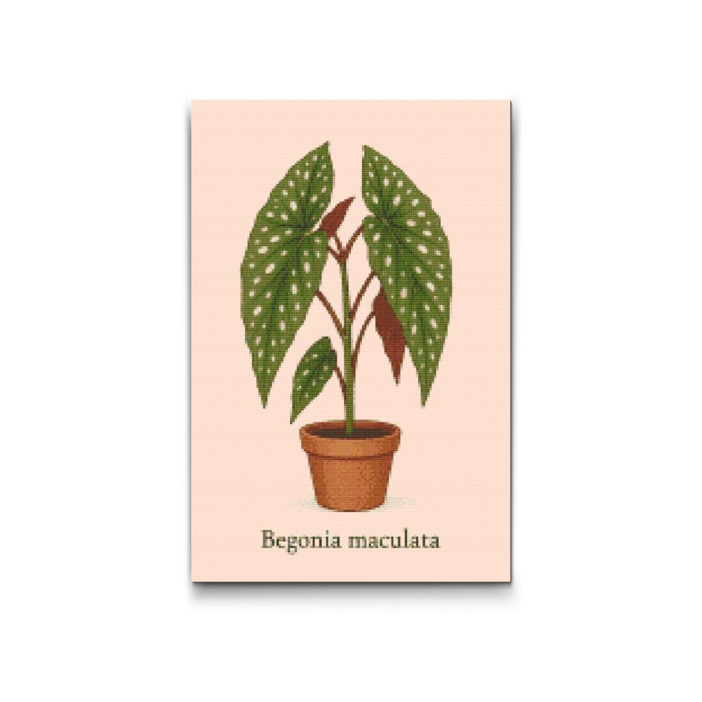 Diamond_Painting_Forellen-Begonie_Begonia_maculata_M2