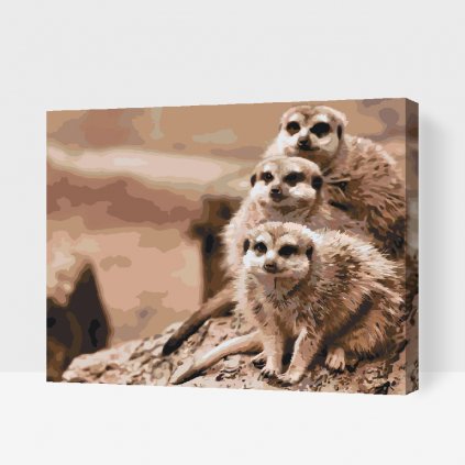 Malen nach Zahlen - Safari - Erdmännchen