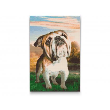 Diamond painting - Englische Bulldogge im Garten