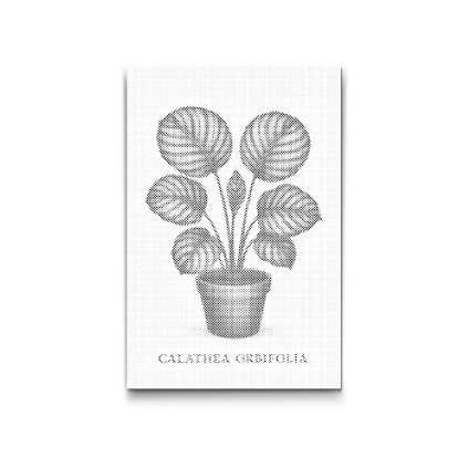 Punktmalerei_Calathea_orbifolia_M2