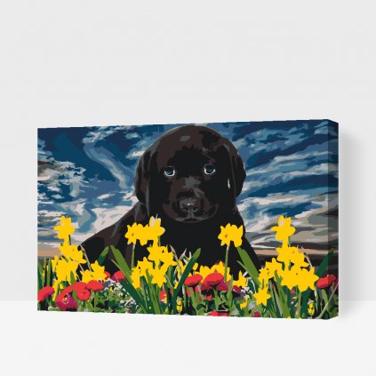 Malen nach Zahlen - Labrador Welpe