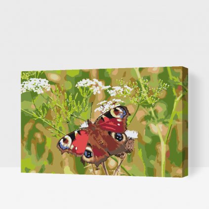 Malen nach Zahlen - Schmetterling im Gras