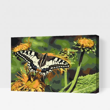 Malen nach Zahlen - Schmetterling auf einem Löwenzahn