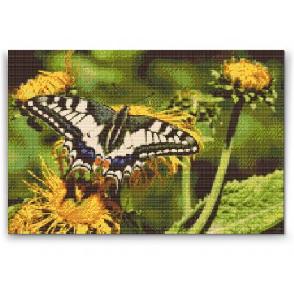 Diamond Painting - Schmetterling auf einem Löwenzahn