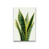 Diamond_Painting_Sansevieria_Schwiegermutterzunge_M2
