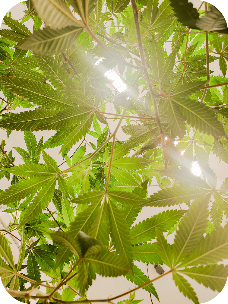 HHC, THC a CBD - Jak se v tom neztratit?