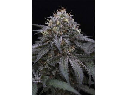 sugar breath humboldt