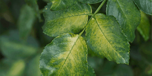 Nedostatek živin v rostlině