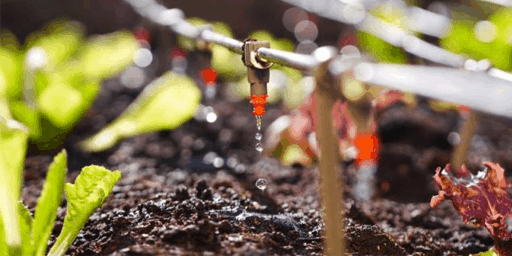 Jak správně zavlažovat substrát