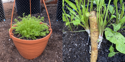 Rostliny z našeho skleníku