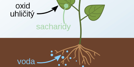 Využití oxidu uhličitého (CO2) při pěstování.