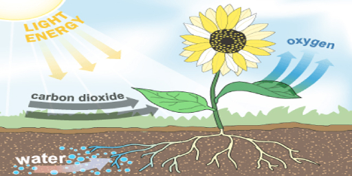 Use of carbon dioxide (CO2) in growing.