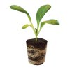 root it 2