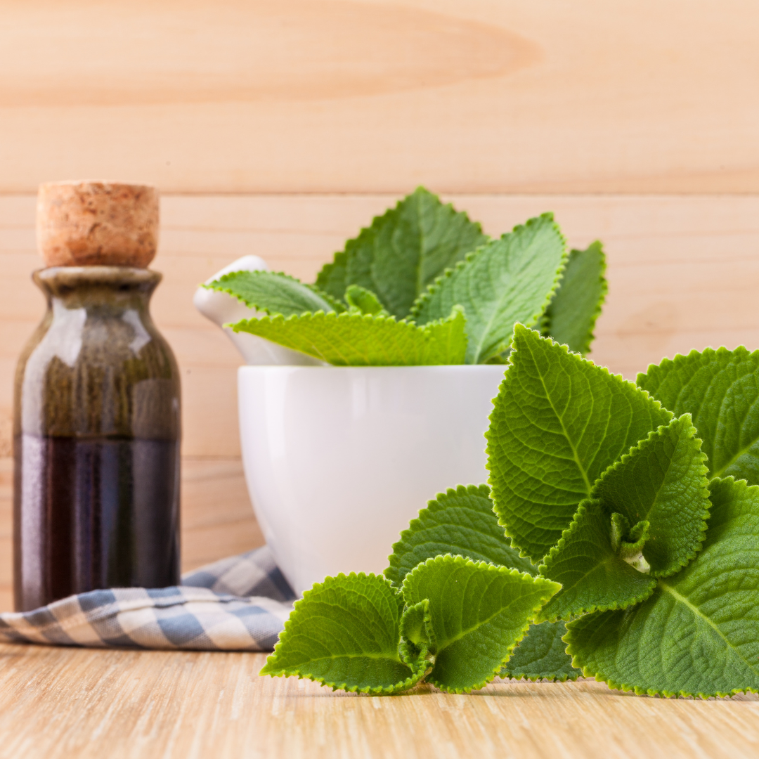 Rýmovník – znáte ho?