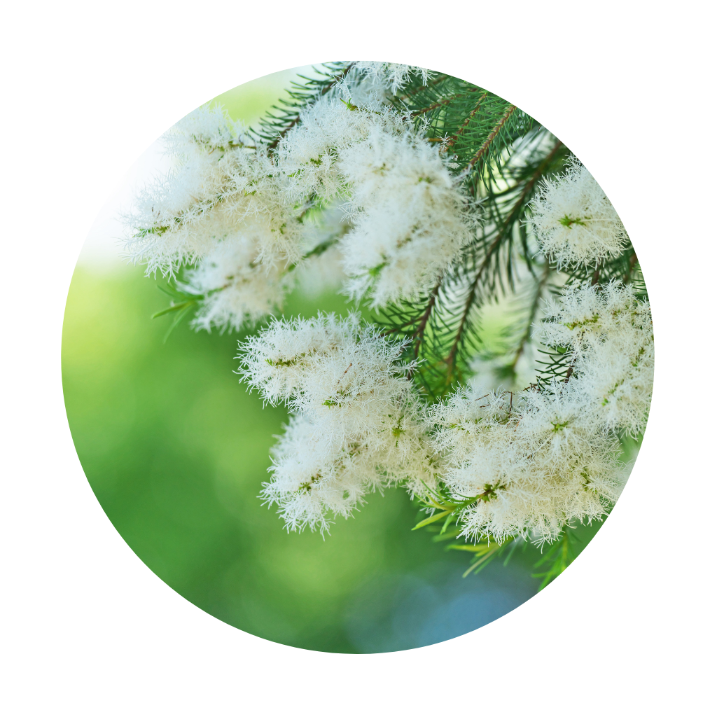 Tea tree olej