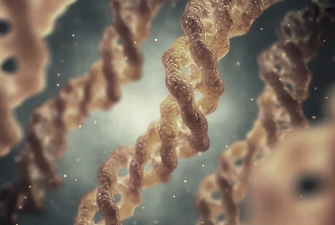 Kolagen a jeho vliv na pružnost vnitřních orgánů