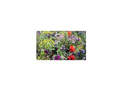 Semienka mix kvetov Pastva pre včely BIO REINSAAT