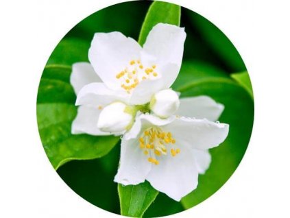 Silica jazmín absolute 4% 5ml Hanus