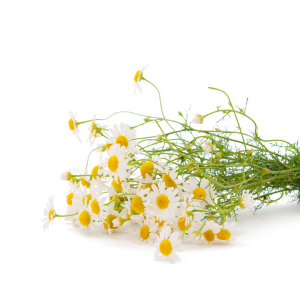 Antemis_nobilis_hermanek