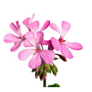 Geranium