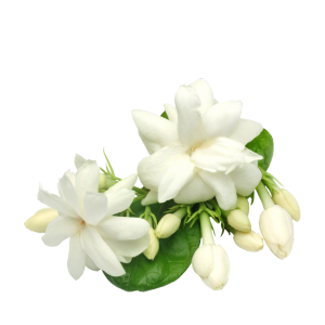 Jasmin