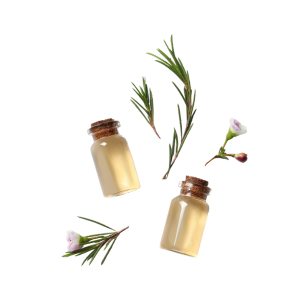Tea_tree
