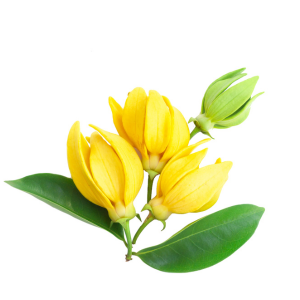 Ylang