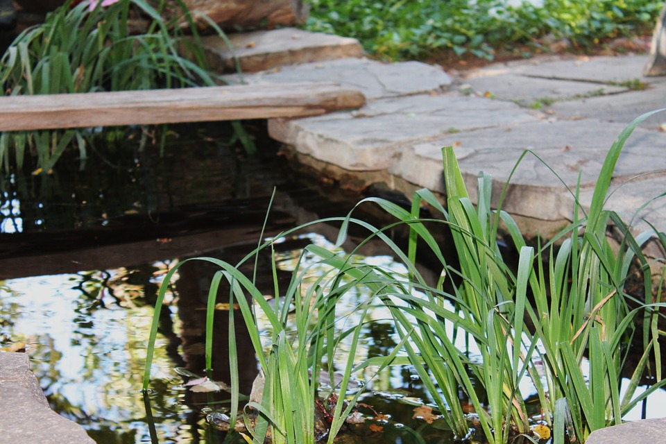 garden-pond-1045473_960_720