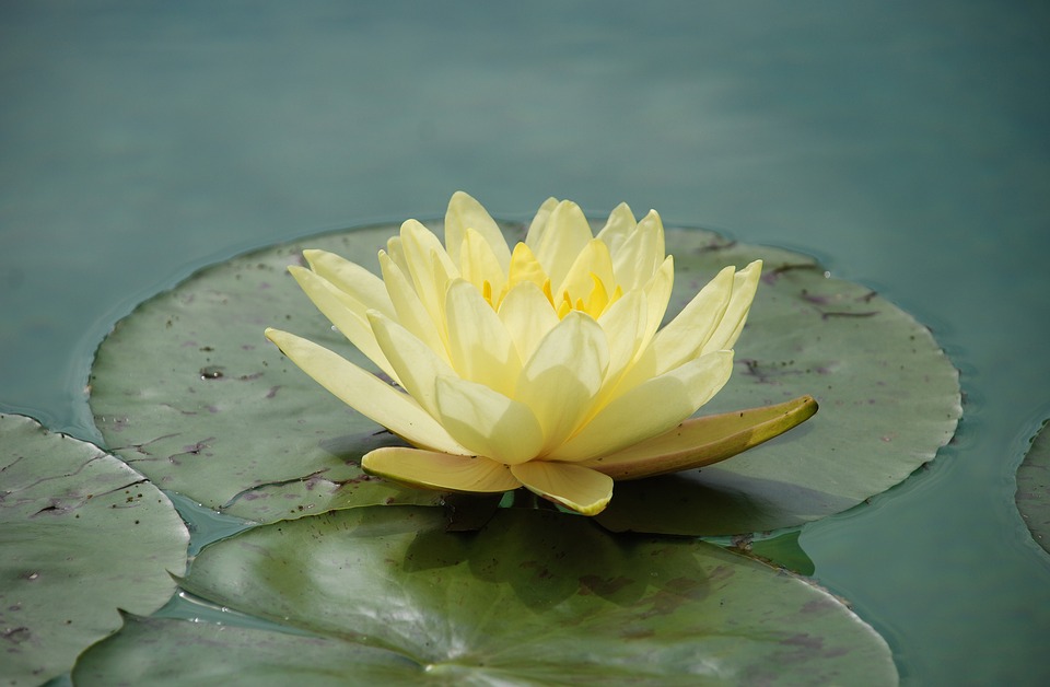 water-lily-1529494_960_720