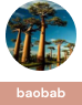 baobab