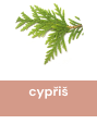 cypris