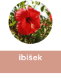 ibisek_2