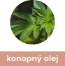 konopny_olej