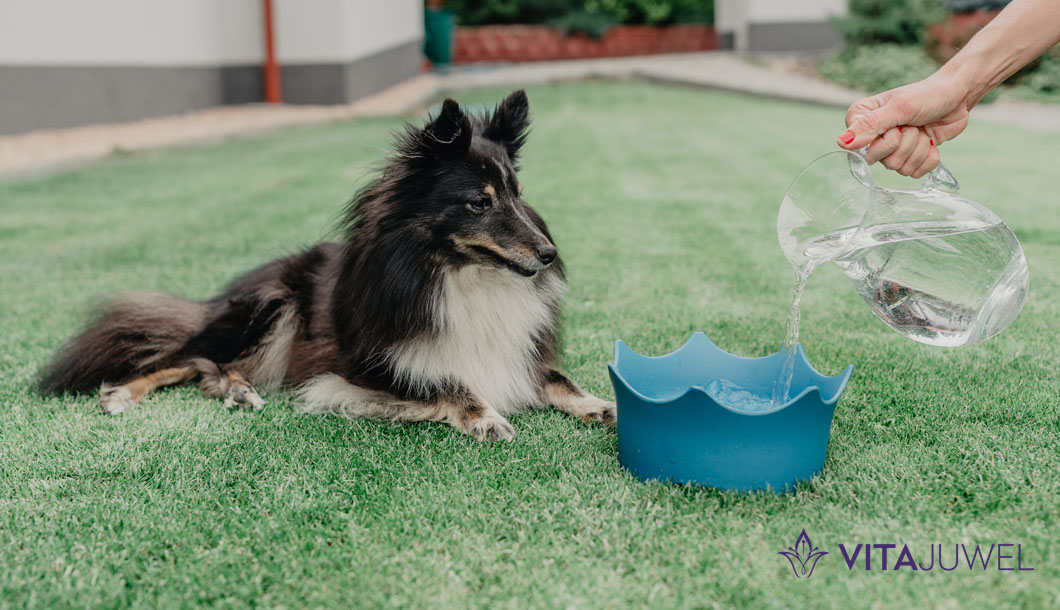 crownjuwel-miska-pro-psy-a-kocky