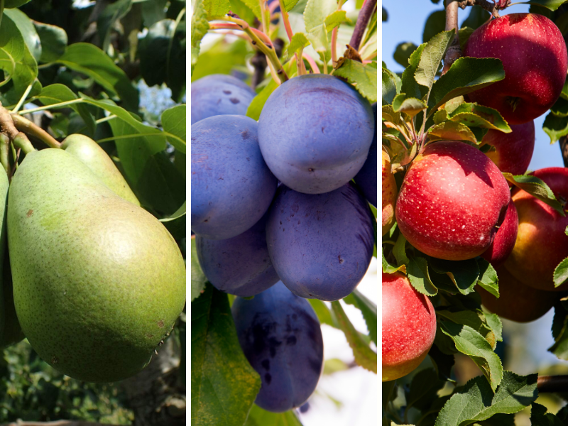 Jak vypěstovat ovoce bez reziduí, které splní přísné podmínky trhu?